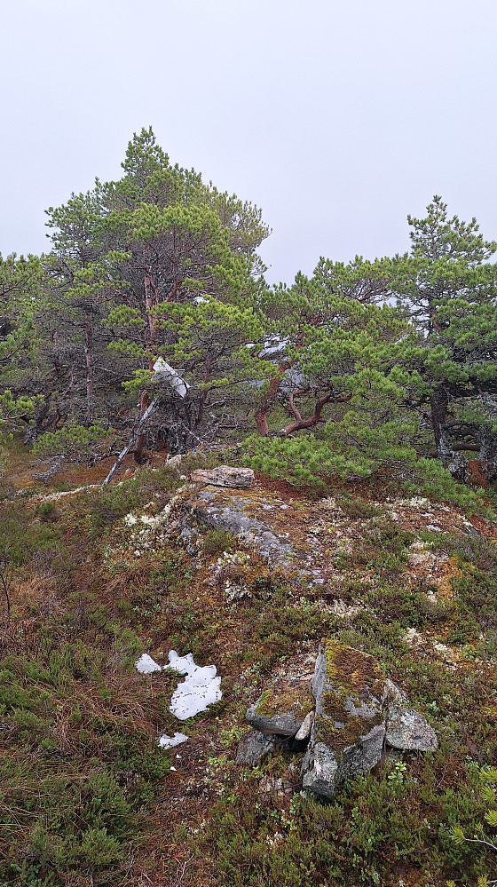 Trig. punkt Malnesfjellet.