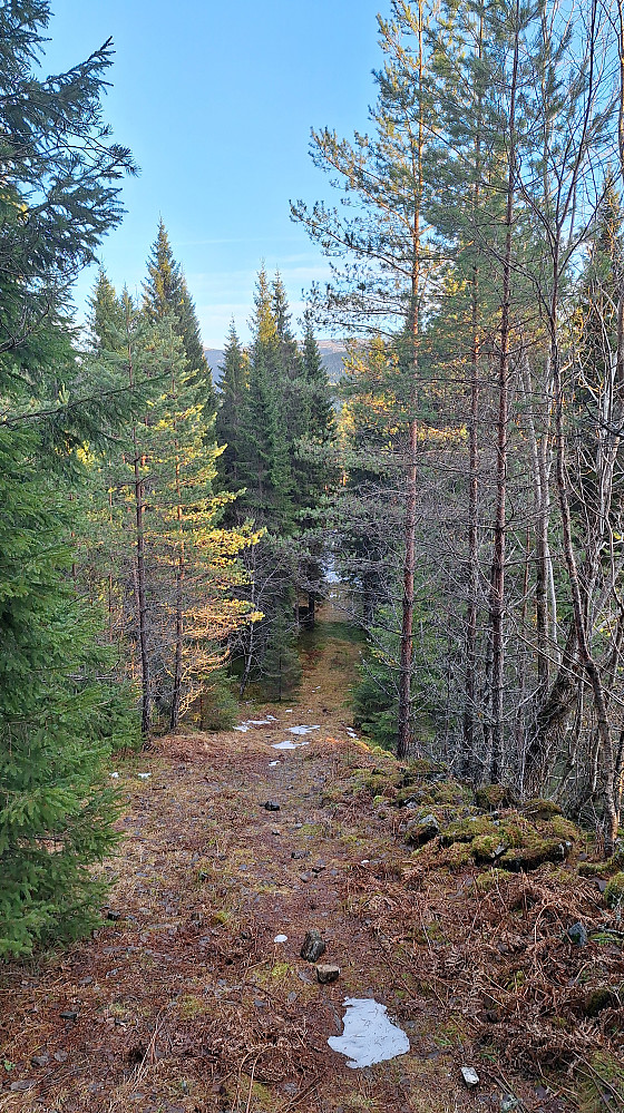 Gjennom skogen på gammel vei.