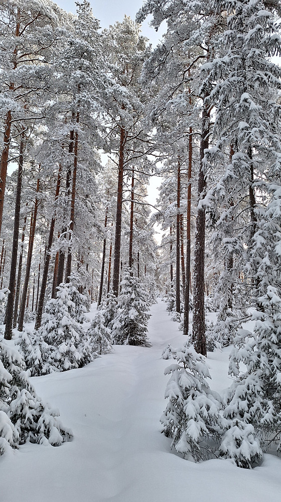 Jomfrusnø.
