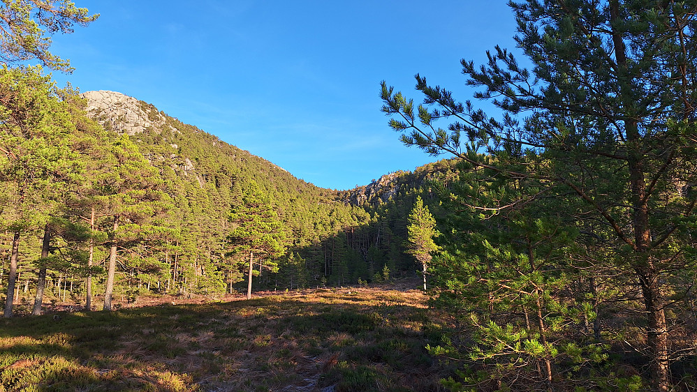 Dalsøkket jeg kom ned fra Skårfjellet.
