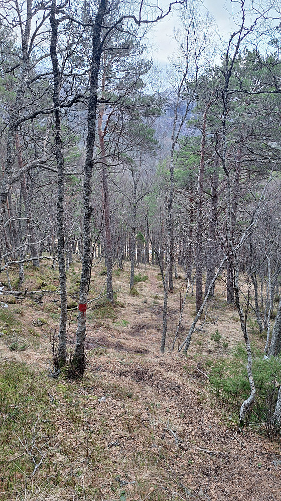 Fin skog.