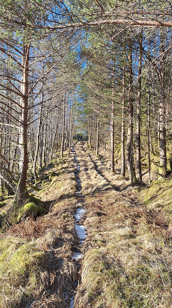 Fin skogsbilvei. 