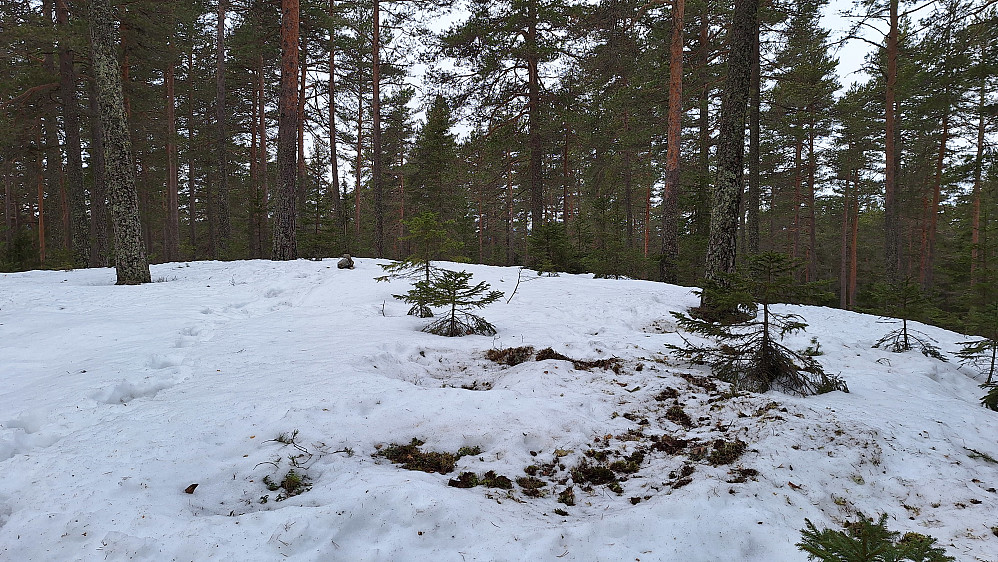 Elgen trives også på Storsvehøgda. 