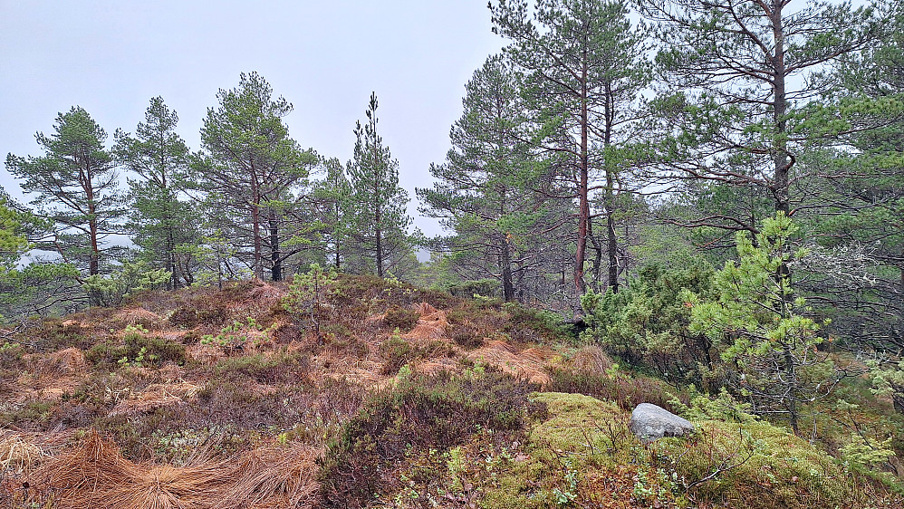 Nova, nordlige punkt. 