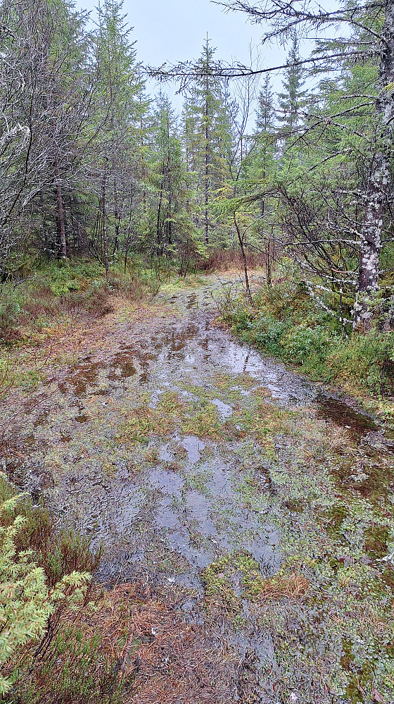 Våt sti.