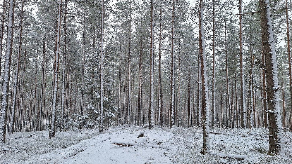 Igletjernhøgda.