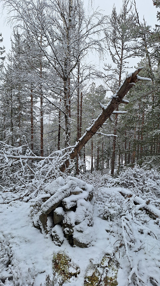 Igletjernhøgda trig. punkt.