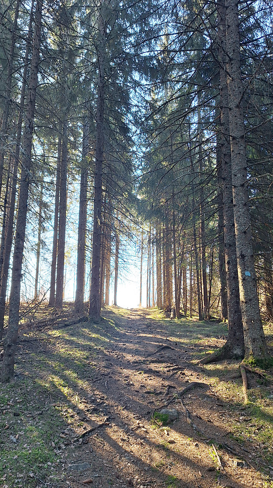 Gammel skog på Storsvehøgda. 