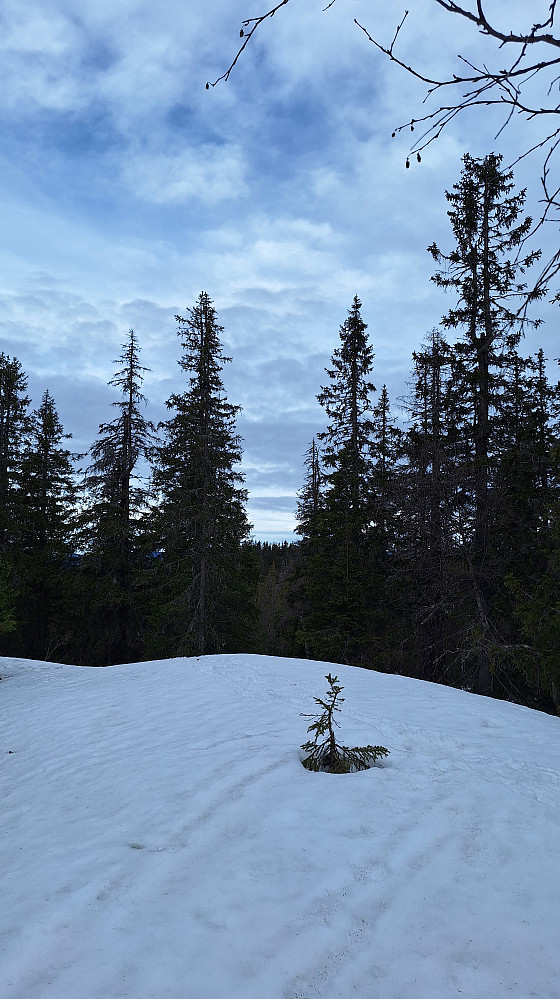Brennhaugen med Vivangskollen bak.