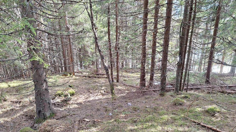 Fin gammel skog.