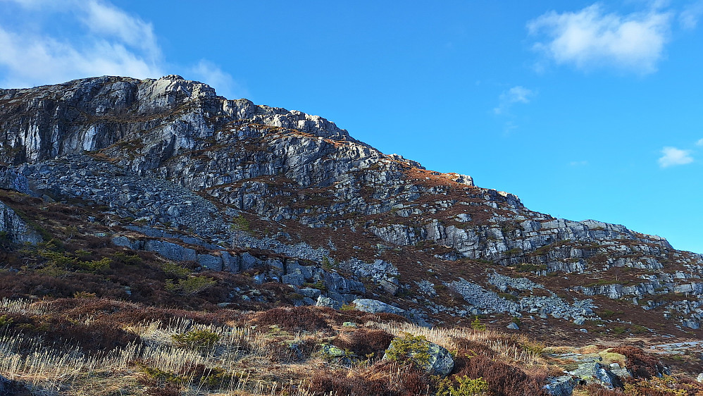 Grøneheia. 