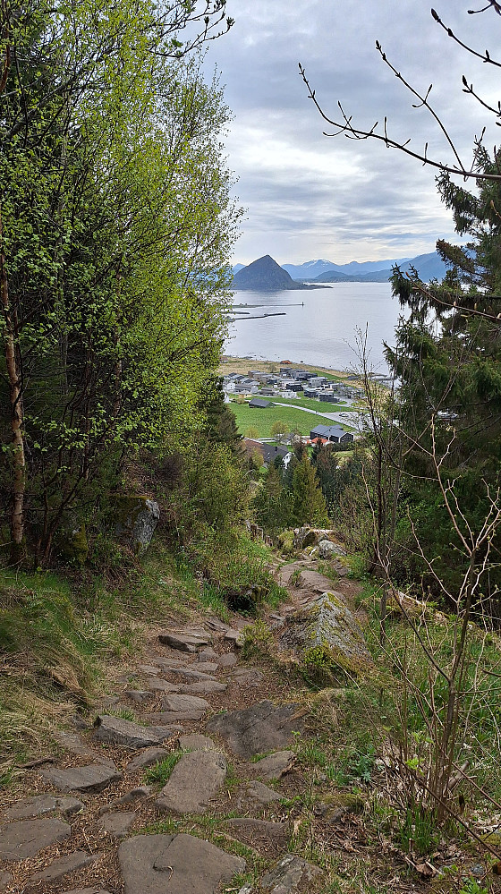 Opp fra Gjuv på Godøya. Sukkertoppen bak.