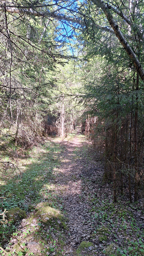 26 grader i skogen og godt med skyggepartier og vind.