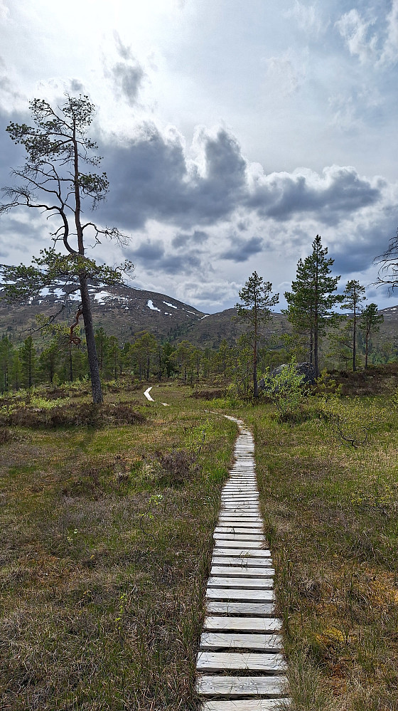 Plankekjøring så lenge det var hytter langs stien.