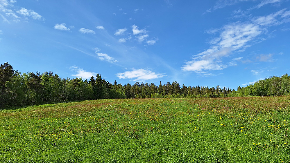 Blomstereng.