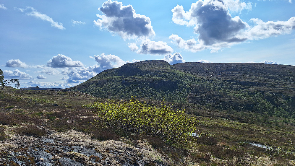 Skarvenskråning.