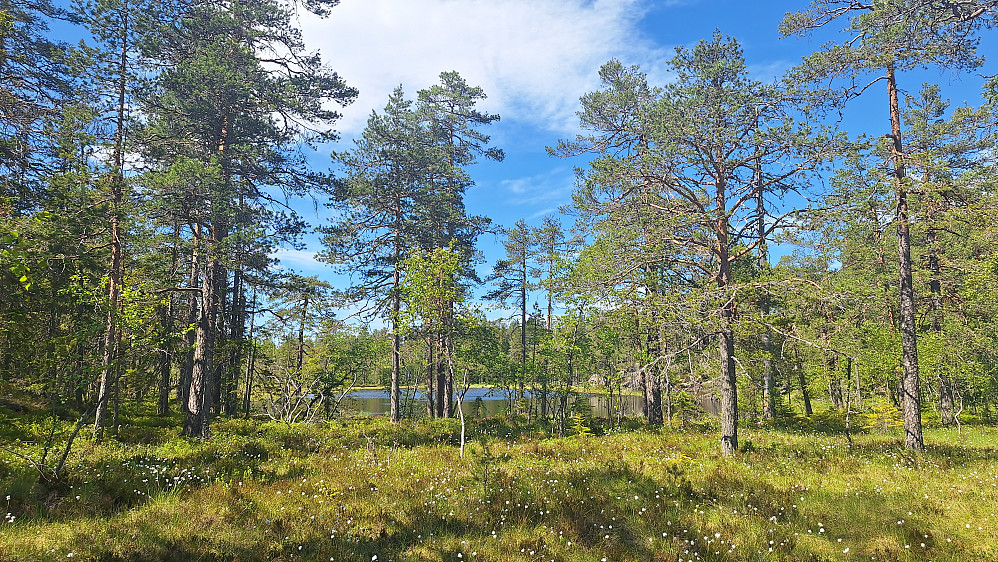 Tjernet ved toppen. 