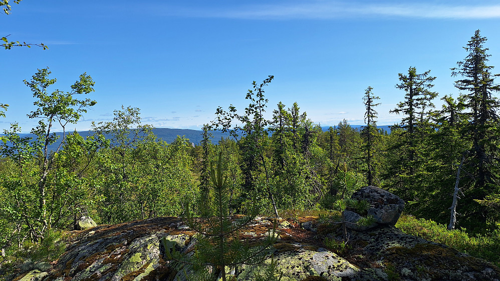 Skarrudkollen. 
