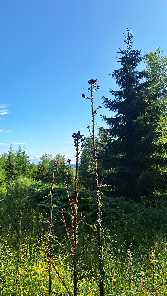 Monstertistel.