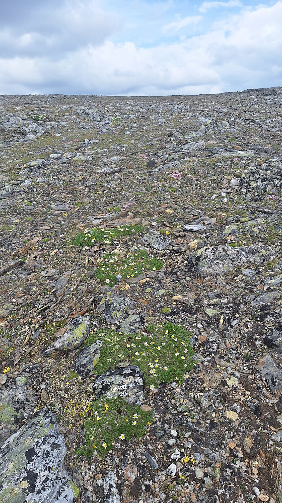 Noe fint å hvile blikket på innimellom all steinen.