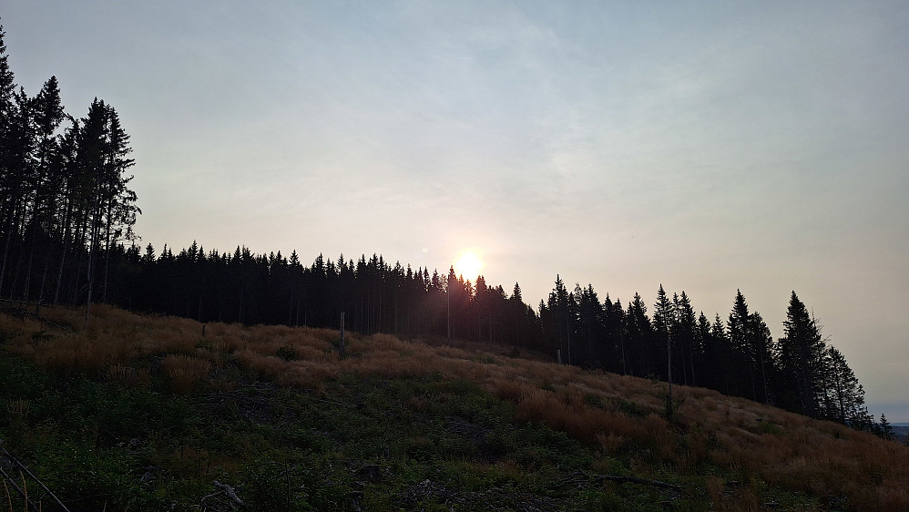 Nydelig morgen i skogen. 