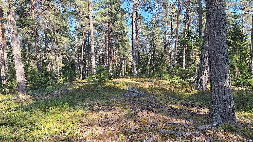 25 grader i skogen. 