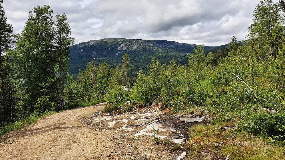 På skogsbilveien i vestsiden på Tungehøgda. Her med utsikt mot nordvest til Nautskardfjellet.