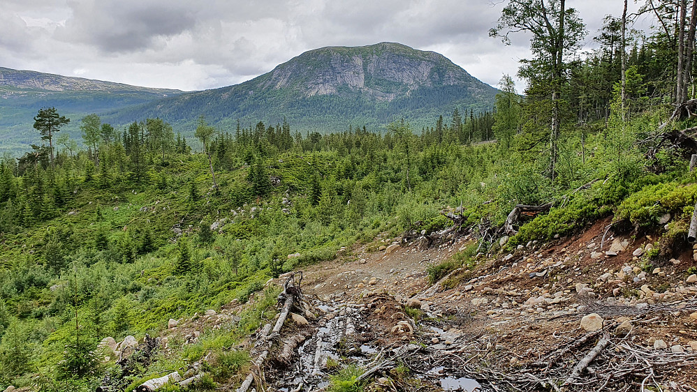 Fra returen. I øvre del, på litt over 600 moh, hvor veien jeg fulgte var ganske grisete. Fjellet i bakgrunnen er Bukollen (1121).