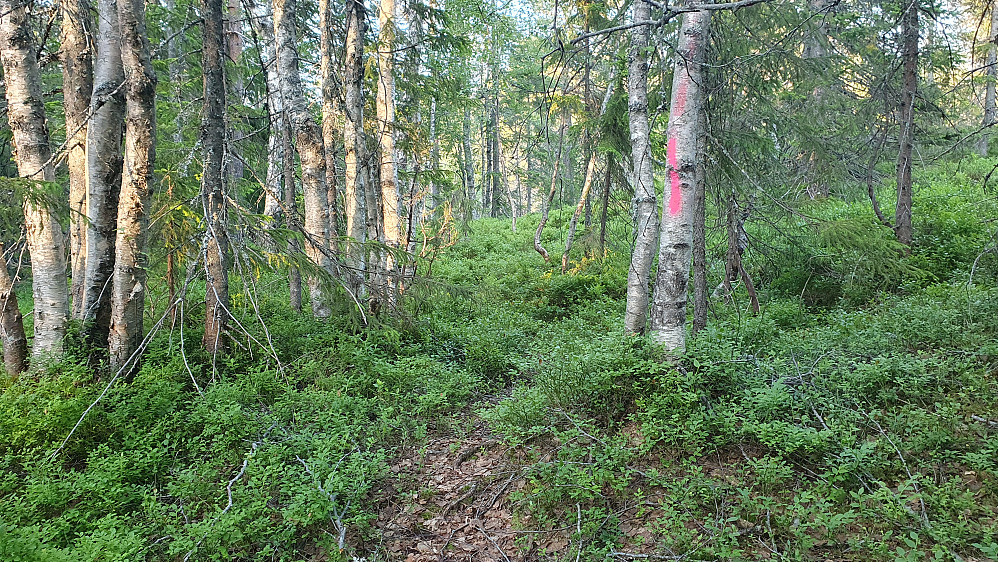 Den merkede stien jeg fulgte et stykke oppover mot Gunhildåsen.