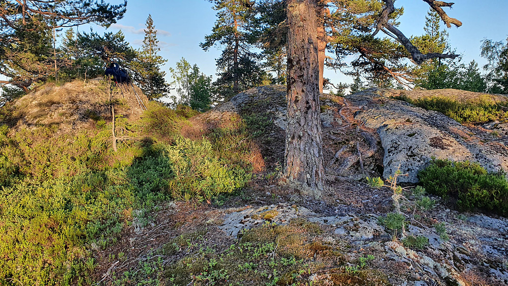 Toppunktet på Gunhildåsen (554).