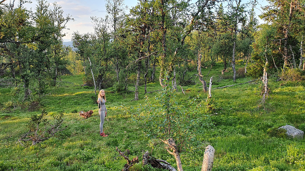Trivelig og fin skog å vandre i her like ved toppen av Orrenuten.