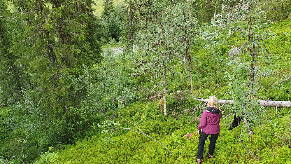 Retur i blåbærlyngen.