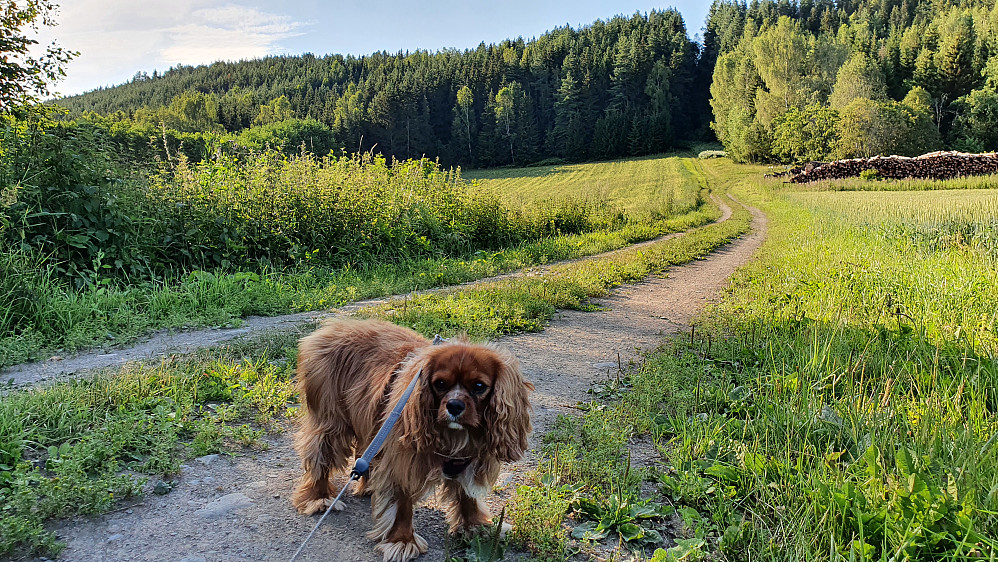 Ved gården Eik. Her fortsatte vi videre på veien som går innover i bildet, og så opp på åsen bak. Toppen av Eksberget er oppe til venstre.