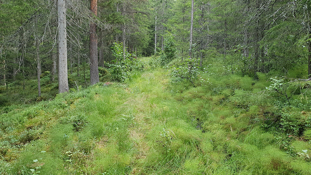 Inni skogen etter hogstfeltet ved stistart, kom jeg inn på en traktorvei som også begynte å gro igjen.