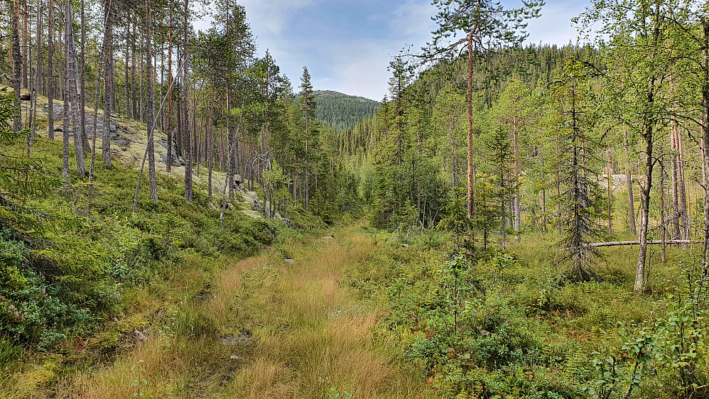 Her, på omtrent 725 meters høyde, hvor traktorveien gikk nokså flatt bortover, kunne jeg se opp mot toppen av Veikulnatten (1037). Fremdeles over 300 høydemeter opp dit.