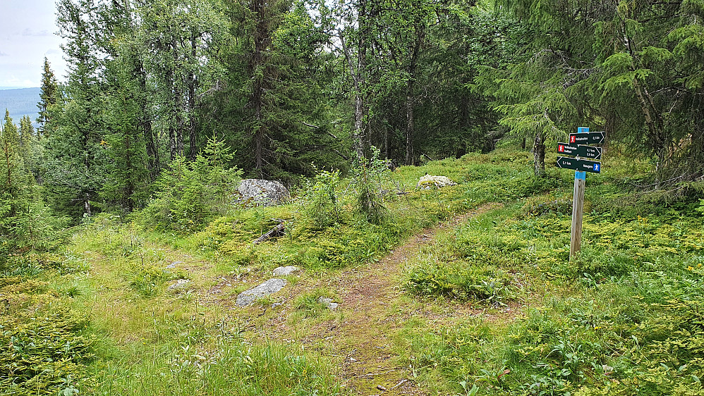 Krysset litt før toppen hvor jeg fortsatte på sti siste biten opp. Jeg kom opp traktorveien til venstre, mens stien til topps går til høyre bak skiltet.
