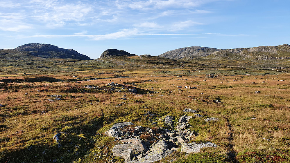 I Mjolgebotnen. Litt til høyre ses noen sauer og setra. De tre toppene i bakgrunnen er fra venstre: Djupsnuten (1493), Mjolgenuten (1331) og Toviknuten (1447).