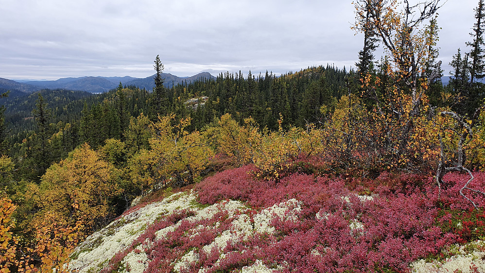 Høsten har virkelig kommet til Ringputtåsen Sør (990), hvor bildet er tatt fra. Toppen i skogen bak til høyre er Ringputtåsen (1007).