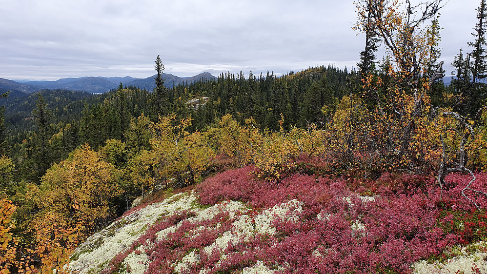 Høsten har virkelig kommet til Ringputtåsen Sør (990), hvor bildet er tatt fra. Toppen i skogen bak til høyre er Ringputtåsen (1007).