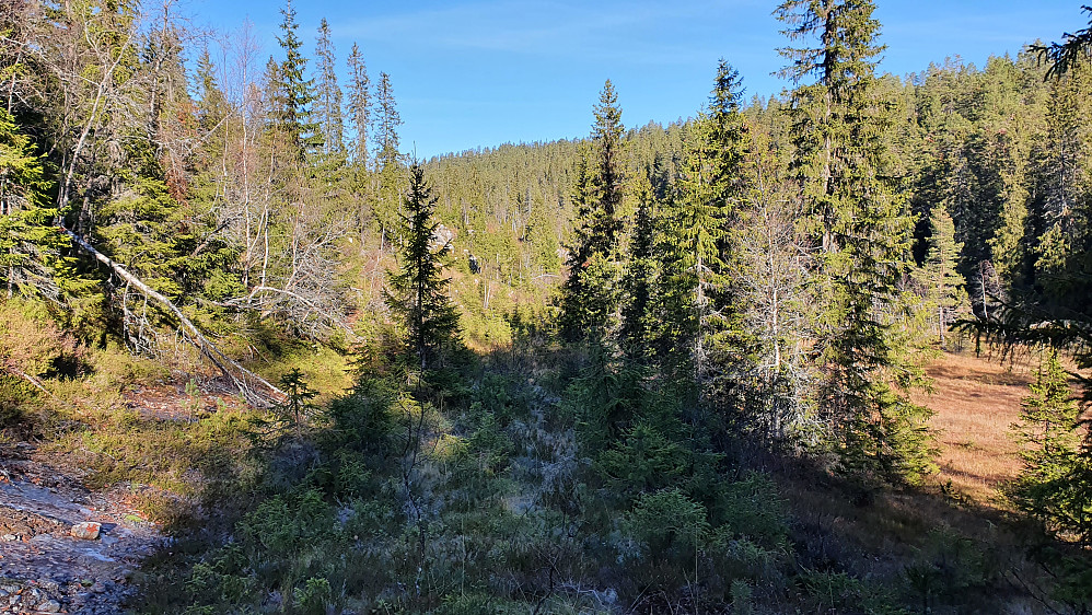 På traktorveien langs et myrområde et stykke inn i Pipetjønndalen. Det begynner å gro igjen på veien her, som går innover midt i bildet.