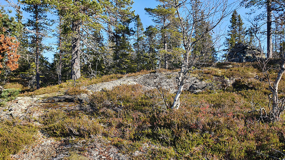 Høyeste punkt på Konnuliåsen er inni skogen helt til venstre i bildet. Oppe til høyre ses varden på haugen som er ca 25 meter lengre sør.