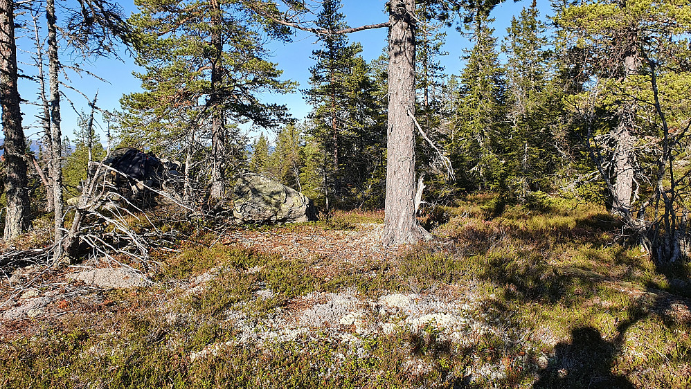 På Konnuliåsen. Høyeste punkt er inni skogen til høyre. Varden på den nesten like haugen er til venstre i bildet.