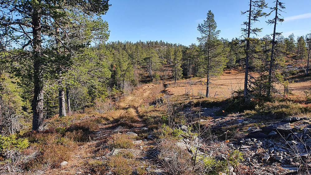 På traktorveien litt øst/nordøst for toppen av Konnuliåsen (816). Her er det like før jeg forlater veien og går i terrenget mot Konnuliåsen Øst (787), som er åsen bak midt i bildet.