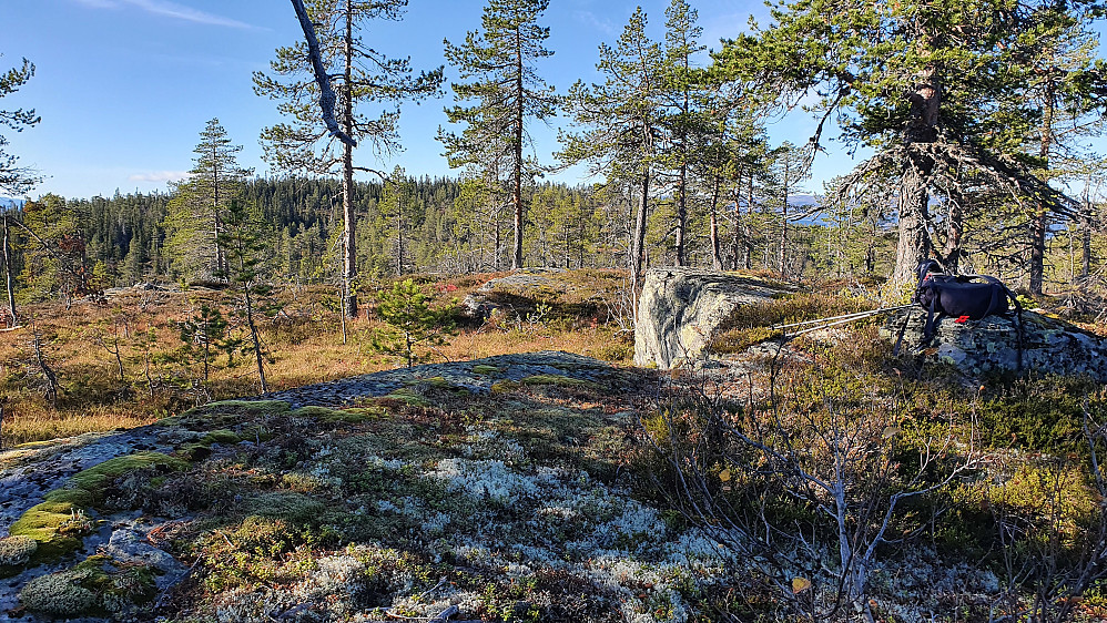 På toppen av Konnuliåsen Øst (787). Høyden som ses bak trærne til venstre i bildet, er selve Konnuliåsen (816).