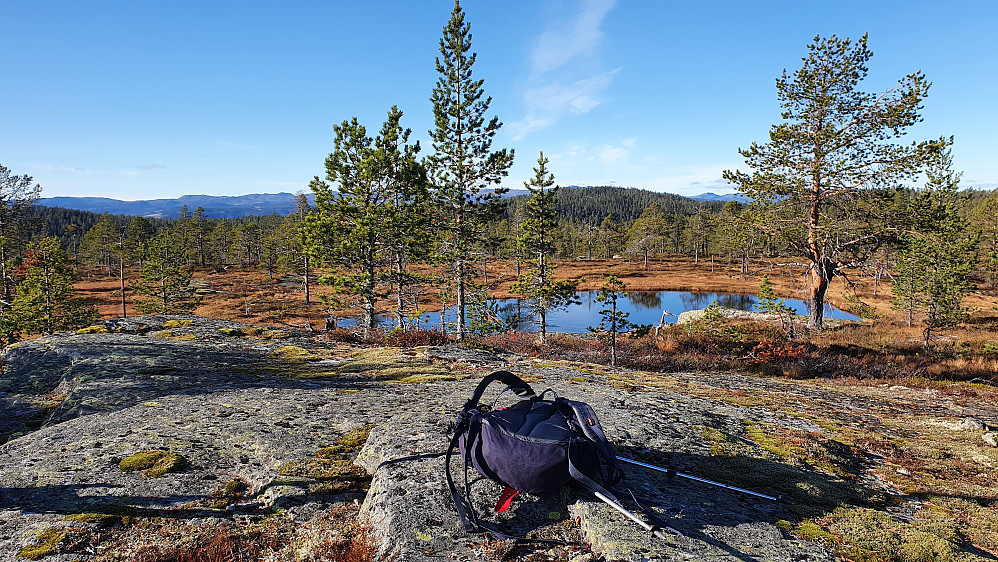 Åpent og trivelig skogsterreng på toppen av Bjørnhølfjellet (770). Åsen som ses litt lengre bak og noe til høyre i bildet, er Konnuliåsen (816).