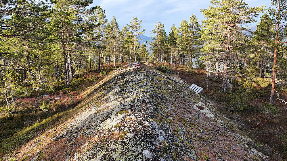 På toppen av Ulaåsen (545). Bildet tatt nordover.