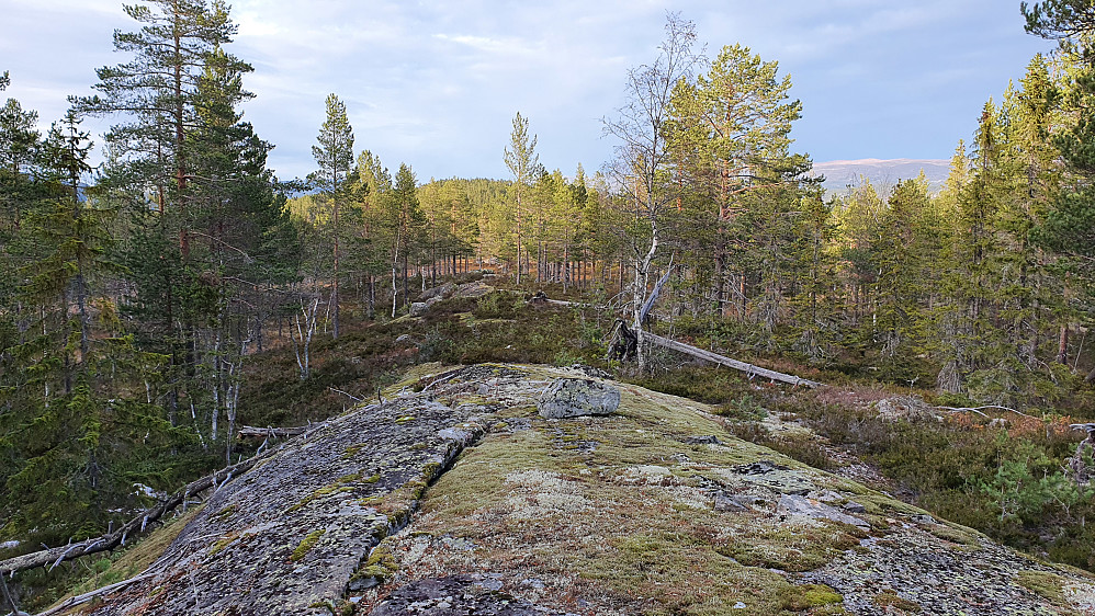 På vei oppover mot Ulaåsen Sør (534). Bildet er tatt tilbake mot Ulaåsen (545), som ses mellom trærne ca midt i bildet.
