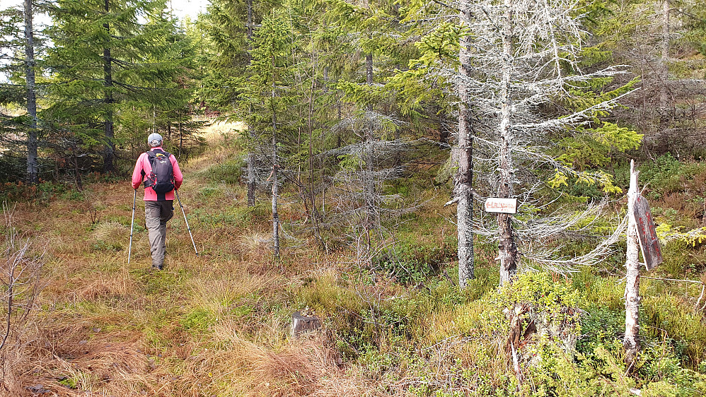 Vi har nettopp begynt på stien som går mot Lauvskardfjellet. Også her var det skiltet, og røde bånd kan ses på en liten gran til høyre for Erling.