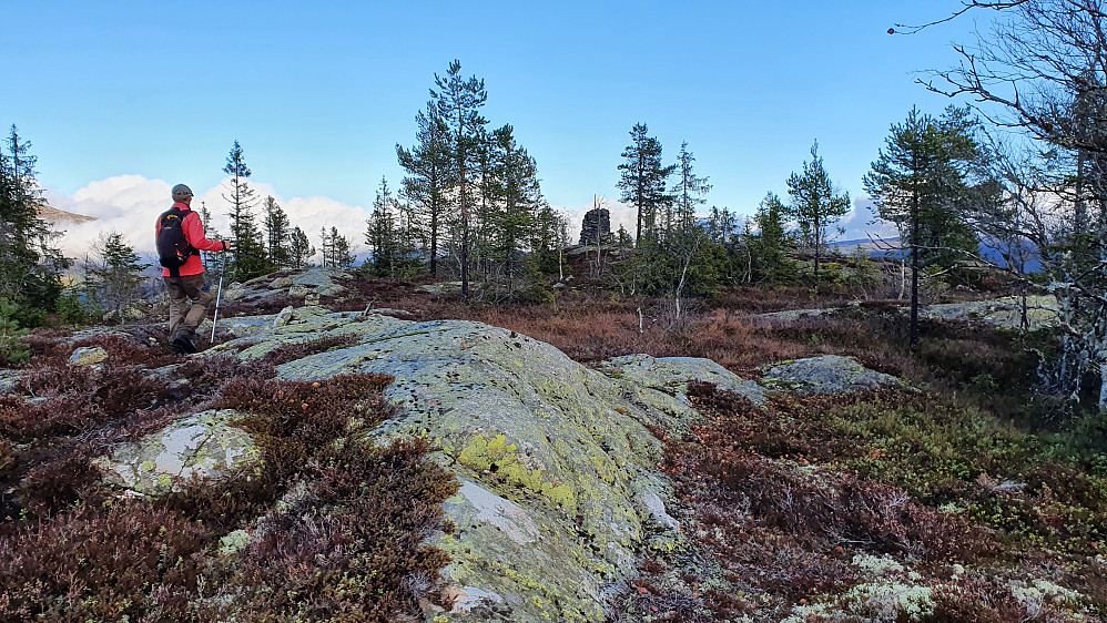 Den store toppvarden på Lauvskardfjellet (762) har kommet til syne mellom noen trær midt i bildet.