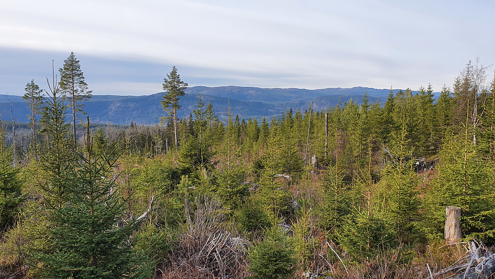 Fra hogstfeltet hvor traktorveien sluttet, var det utsikt mot blant annet vest, som her mot Vikerfjell.